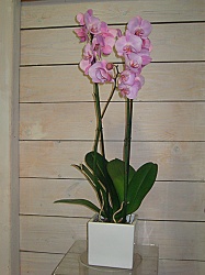 phalaenopsis-plastiko