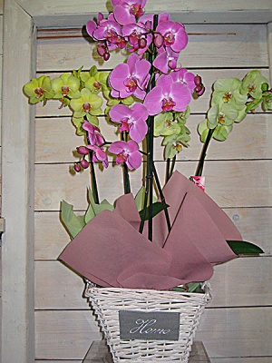 phalaenopsis_sinthesi