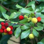 arbutus-unedo