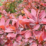 berberis