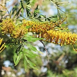 grevillea