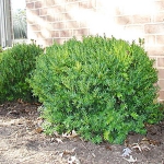 taxus1