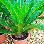 Cycas