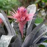 Aechmea_fasciata