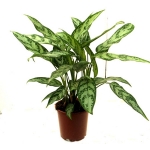 aglaonema-compact
