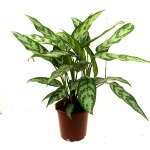 aglaonema-compact