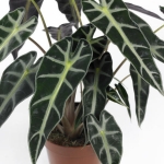 Alocasia-cucullata