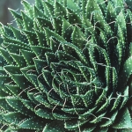 aloe-aristata