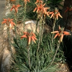 Aloe-humilis