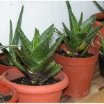 aloe-mitriformis