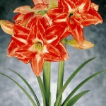 amaryllis