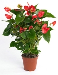 anthurium