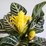 aphelandra-pot