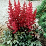 Astilbe