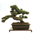 bonsai