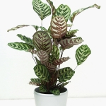 calathea