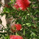 Callistemon