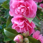 camelia