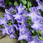 Campanula