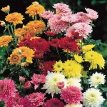 Chrysanthemum