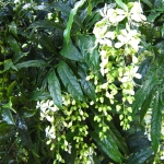 Clerodendrum-wallichii