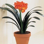 clivia-pot