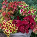 coleus