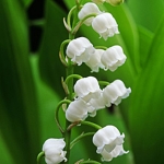 Convallaria