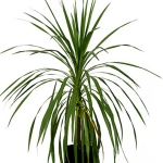 Cordyline