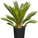 cycas