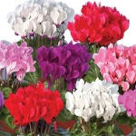 Cyclamen