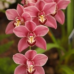 cymbidium