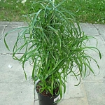 cyperus