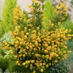 cytisus