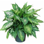 Dieffenbachia