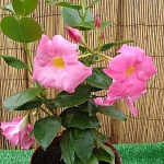 dipladenia