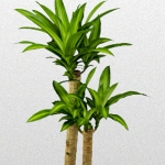 Dracaena-Fragrans