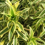 Dracaena-Reflexa