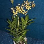 epidendrum