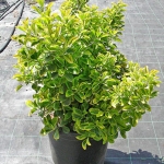 euonymus