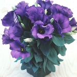 eustoma