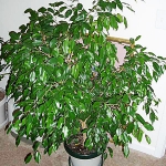 ficus