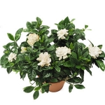 Gardenia3