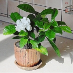 Gardenia