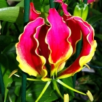 gloriosa