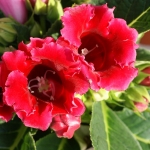 gloxinia