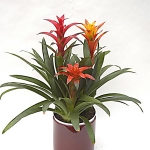 Guzmania