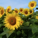 helianthus