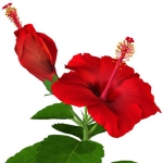 hibiscus