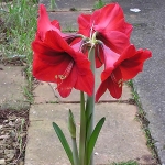 Hippeastrum